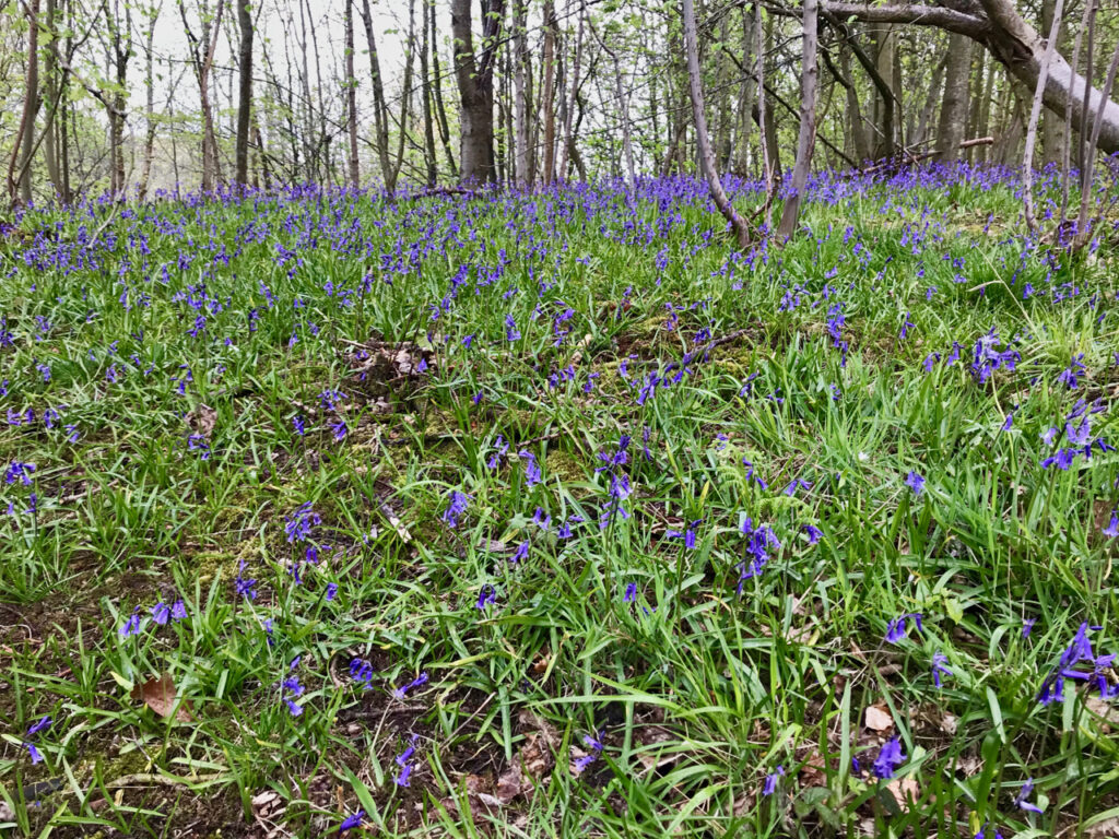 Bluebells, Borough Woods Morpeth